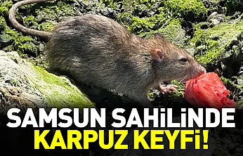 Samsun sahilinde ilginç anlar Karpuza konan fare kamerada