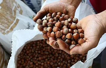 Samsun ve ilçelerinde güncel fındık fiyatları belli oldu
