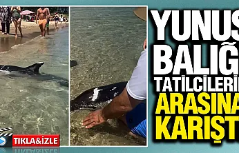 Sinop plajında görülmemiş manzara! Yunus tatilcilerin arasına kadar yaklaştı