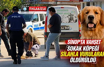 Sinop'ta Kan Donduran Vahşet: Sokak Köpeğini Katlettiler!