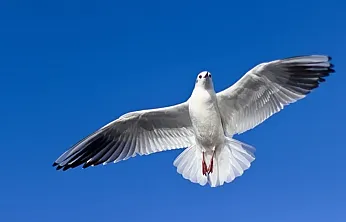 Talih kuşu o ile kondu
