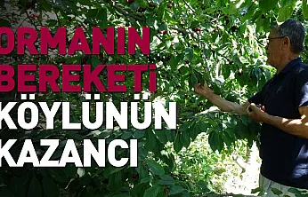 Tıbbi ve aromatik ürünler orman köylüsüne ek gelir sağlıyor