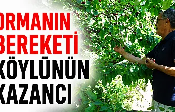 Tıbbi ve aromatik ürünler orman köylüsüne ek gelir sağlıyor