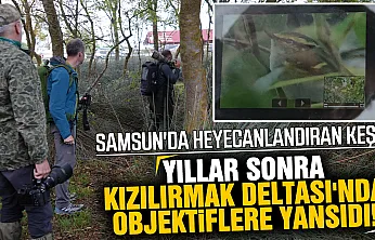 Türkiye'de çok nadir görülen 'çalıkuşu çıvgını' Samsun Kızılırmak Deltası'nda görüntülendi