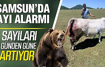 Vezirköprü'de ayı istilası