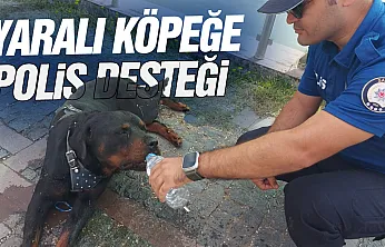 Yaralı köpeğe polis desteği