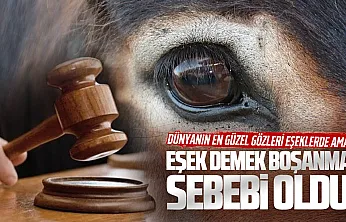 Yargıtaydan emsal karar: Eşine eşeksin, hayvansın diyen koca ağır kusurlu