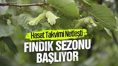 2026 fındık sezonunda Samsun için hasat takvimi netleşti