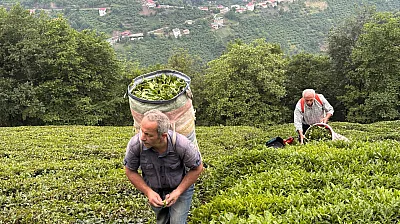Bir Bardak Çayın Arkasında Dağ Gibi Emek Var! Doğu Karadeniz'de Zorlu Hasat Mesaisi