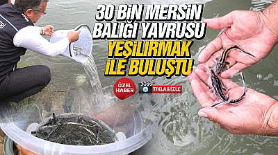 Çarşamba'da Mersin balıkları doğal yaşamla buluştu