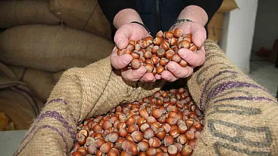 Düşen Fındık Fiyatları Sonrasında Uzun Kuyruklar Oluştu