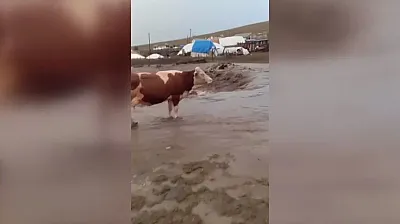 Kars'ta şiddetli yağış ve dolu sel getirdi Büyükbaş hayvanlar mahsur kaldı