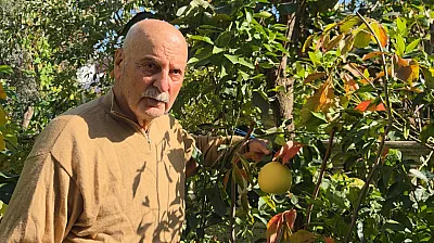 Pomelo Karadeniz'de meyve verdi
