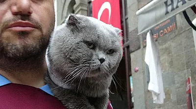 Sahibi Seferber Oldu, Kayıp Kedi Tom 4 Gün Sonra Bulundu
