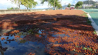 Sahile serilen fındıklar sağanak yağışa yakalandı