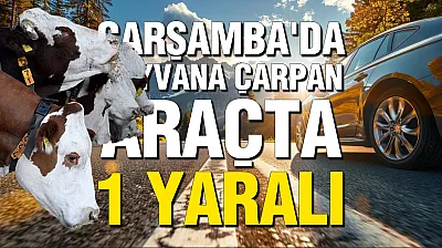 Samsun Çarşamba'da kaza: Büyükbaş hayvana çarpan araçtaki yolcu hastanelik oldu