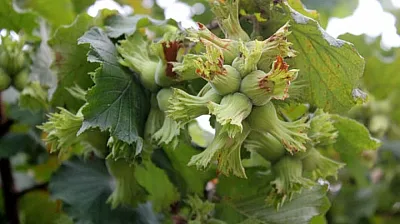 Samsun'da fındık üreticisi temkinli, gözler serbest piyasada