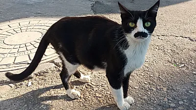 Samsun'da gören bir daha bakıyor: Pala bıyıklı kedi