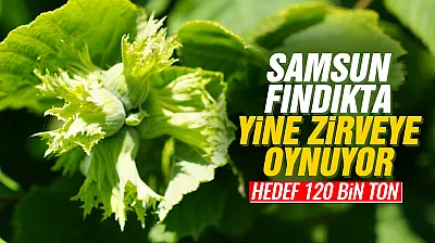 Samsun fındıkta tahtını kimseye bırakmıyor