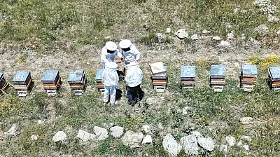 Toroslar'da Bal Hasadı Bereketi: Eğriçayır Yaylası'nda Petekler Dolup Taştı