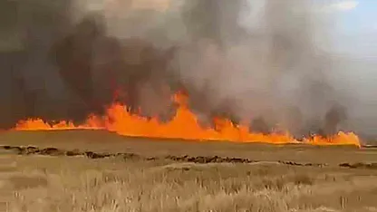 5 bin dönük ekili buğday tarlası alevlere teslim oldu