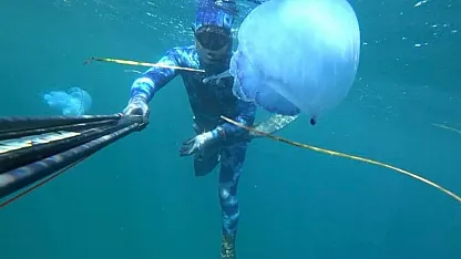 Çanakkale Boğazı'nda mavi denizanası alarmı