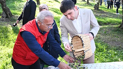 Samsun'da zeytin hasadında 2 ton beklentisi