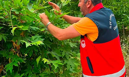 Çarşamba'da 9 mahallede Samuray arıcığı salındı
