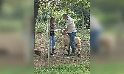 Çarşamba'da koyun tespit çalışması yapıldı
