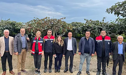 Çarşamba kivisi sahada incelendi