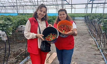 Samsun 19 Mayıs'ta Çilek üretimiyle çiftçinin yüzü gülüyor