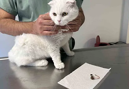 Veteriner hekimden evcil hayvan sahiplerine yabancı cisim uyarısı