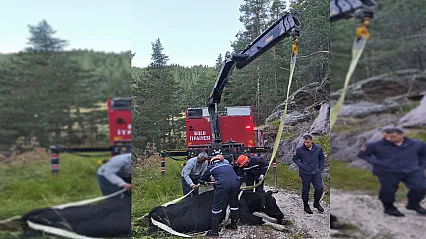 Bolu'da bir inek uçurumda mahsur kaldı