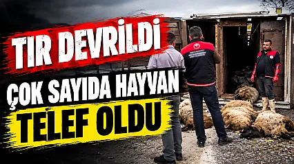 Elazığ-Diyarbakır kara yolunda küçükbaş hayvan yüklü tır devrildi: Sürücü yaralandı, çok sayıda hayvan telef oldu