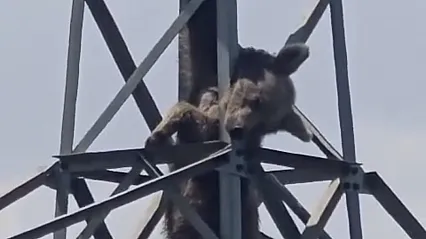Elektrik direğine çıkan ayı akıma kapılarak öldü