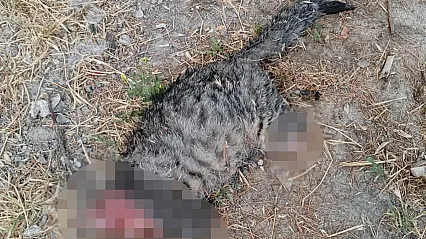 Kütahya'da sokak kedisine akılalmaz vahşet