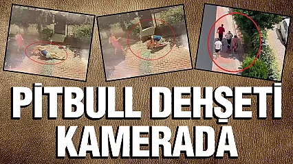 Samsun'da Pitbull Dehşeti Küçük Kız Yere Savruldu, Köpeği Ağır Yaralandı