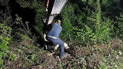 Uçuruma düşen inek iş makinesiyle çıkarıldı