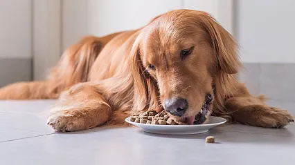 Yetişkin Köpek Maması Satın Alınacaktır