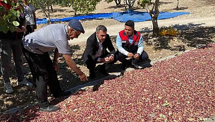 Antep fıstıkları üreticinin yüzünü güldürüyor