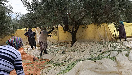 Aydın'da zeytin hasadında kadınların mesaisi başladı
