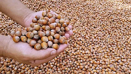 Düzce'de fındık fiyatları hareketli seyrini sürdürüyor