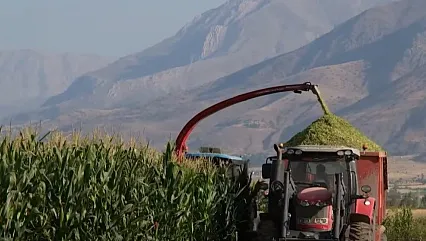 Erzincan'da tarımsal üretime belediye desteği: Silajlık mısır hasadı devam ediyor