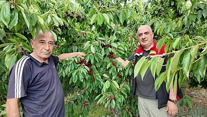Erzincan'ın dağ kirazı hasadına başlandı