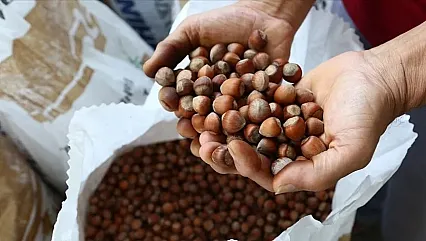 Fındık ihracatında ilk 6 ayda 1,4 milyar dolarlık gelir