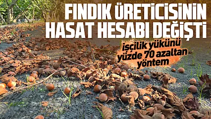 Fındıkta file dönemi: İşçilik maliyetini yüzde 70 düşürüyor