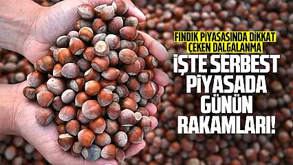 Giresun mu, Samsun mu? 22 Eylül fındık fiyatlarında zirvede kim var?
