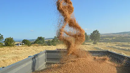 Havza'da buğday hasadıyla pazarda hareketlilik arttı