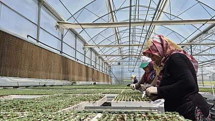 Jeotermal destekli modern tesisten Türkiye'ye milyonlarca fide