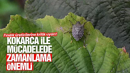 Kahverengi kokarca ile mücadelede kimyasal mücadele uyarısı